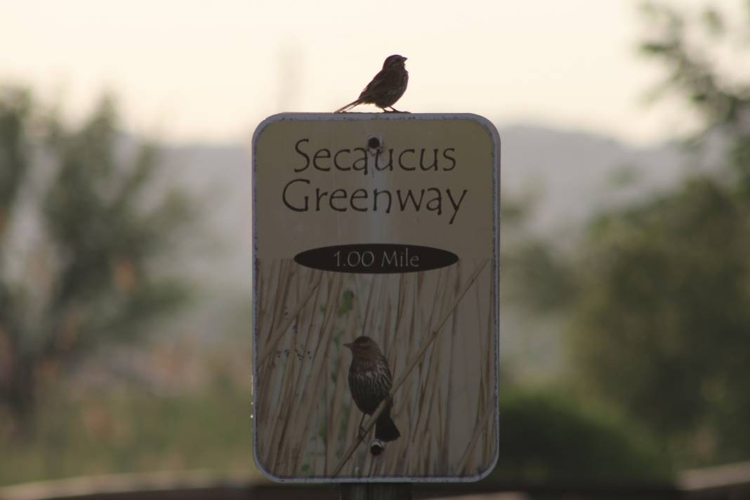 Yürüyüş yolundaki kuşlar böyle görüntülendi - Resim: 13